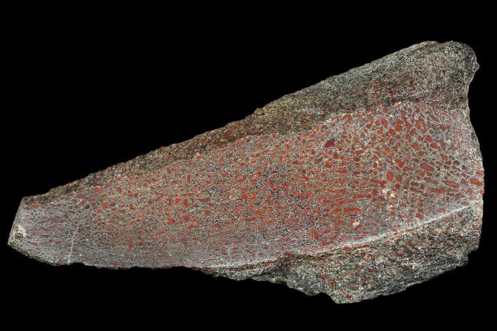 Polished Dinosaur Bone (Gembone) Section - Utah #106901